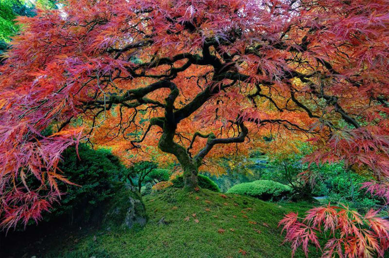 Krásný Japonský javor v Portlandu, Oregon