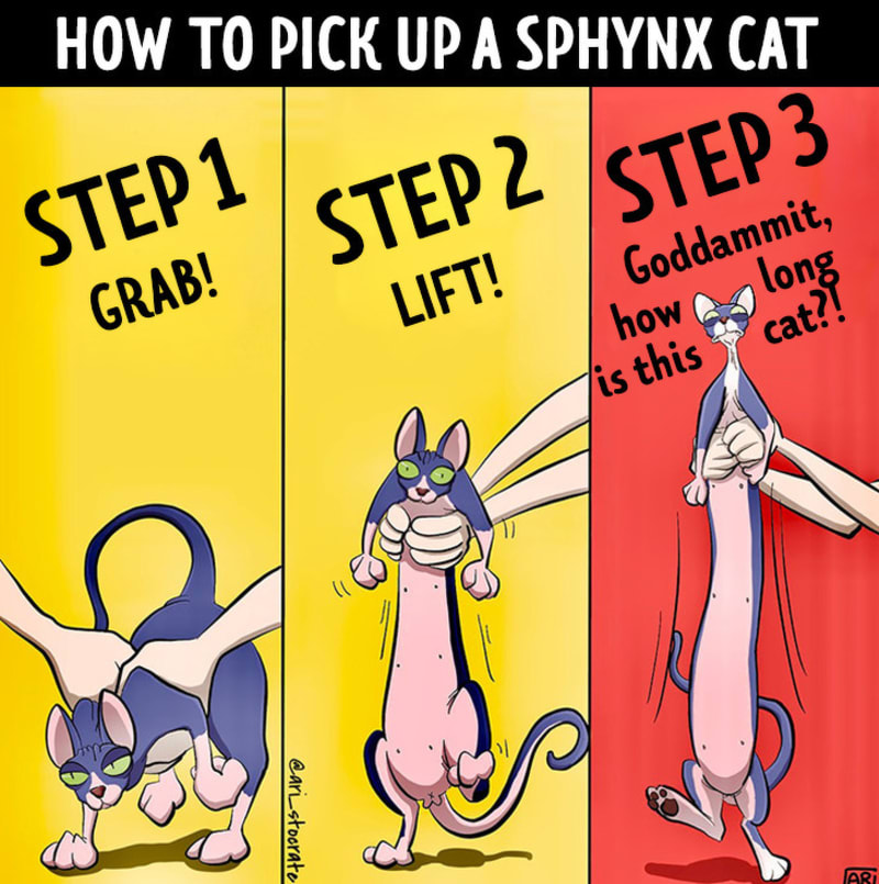 Jak správně zvednout kočku plemene Sphynx.