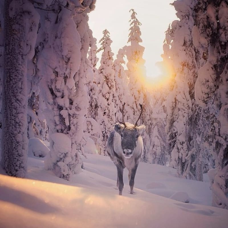Finský fotograf a lesní zvířata... Rozkošné snímky z volné přírody... - Obrázek 18