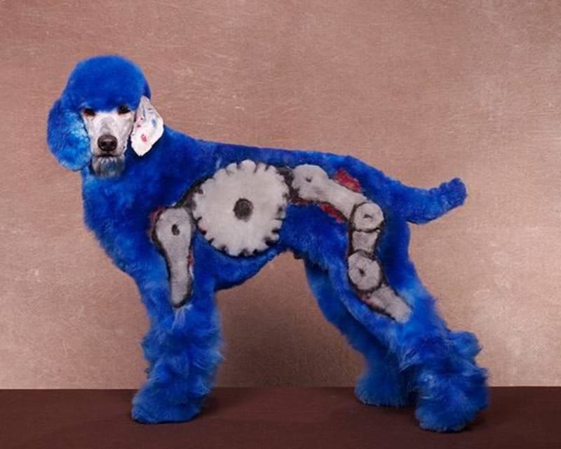 GALERIE: Šílení majitelé přeměnili svoje smutné psy na barevné plyšáky - Obrázek 8
