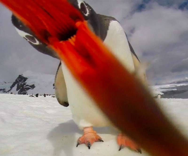 Zvědavý tučňák se snaží zhltnout fotoaparát