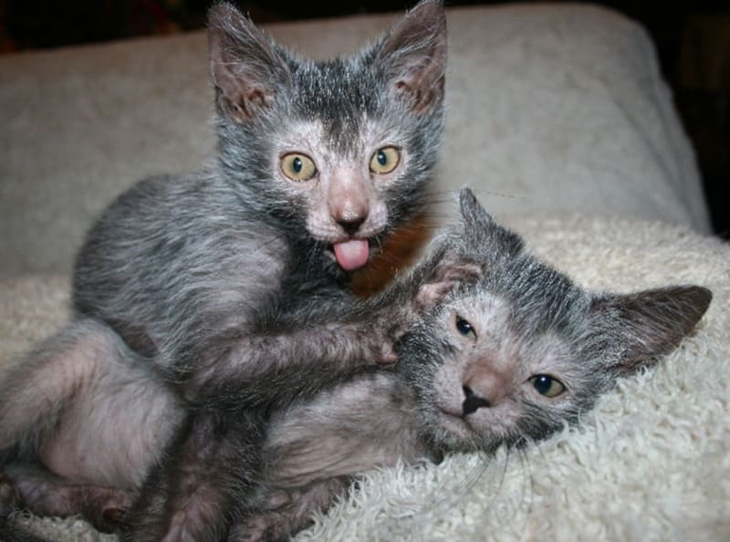 Milovníci koček propadají novému plemeni, které vypadá jako vlkodlak a vzniklo křížením domácí krátkosrsté kočky a kočky Sphynx. První vlkodlačí koťátko se narodilo v červenci 2010.