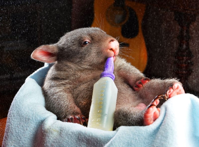 Není nic příjemnějšího, než si dát studený drink ve vedrech. Alespoň si to myslí vombatí mládě Ruffy, které skončilo v péči záchranářů v australském městě Victoria.