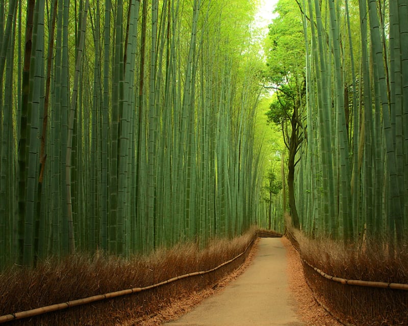 Cesta mezi bambusy v Kjótu, Japonsko