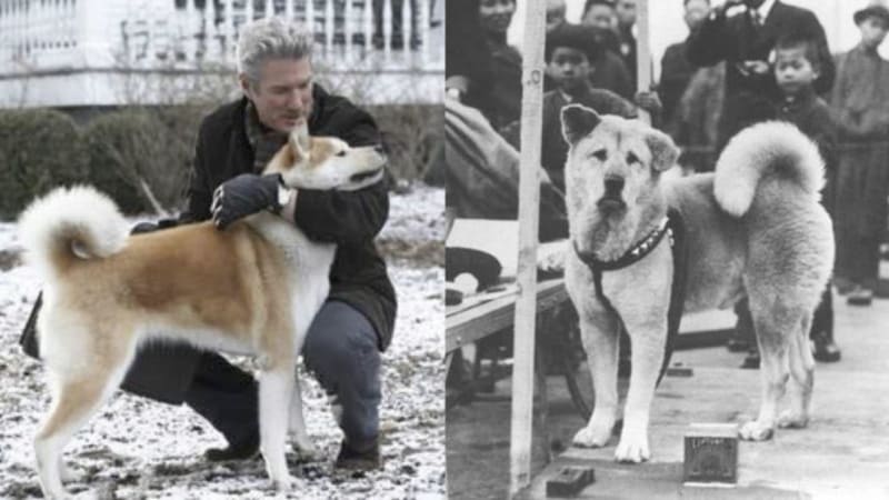 Hačikó: Příběh psa. Skutečný pes Hačikó na svého pána čekal na nádraží až do své smrti.