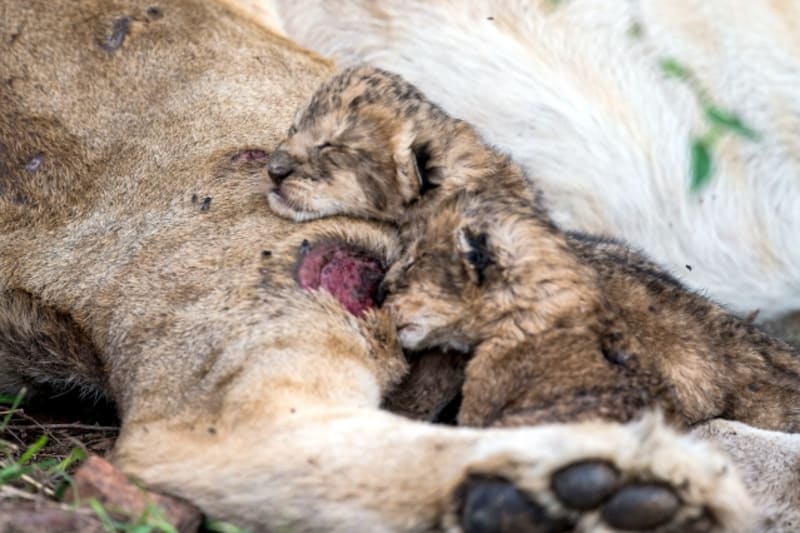 Trojice novorozených lvíčat málem zemřela. Jejich máma byla totiž těžce zraněná a vypadalo to, že to nepřežije. Vše nakonec dobře dopadlo, lvice se z toho dostala a její mláďata rostou jako z vody.