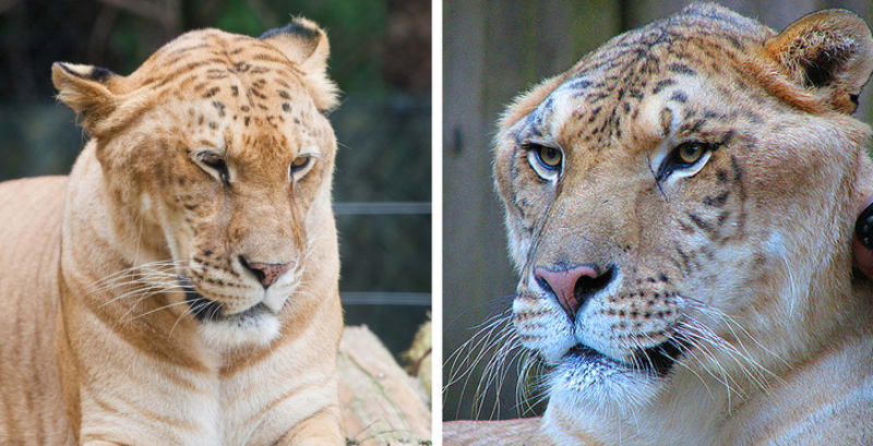 Kříženec lvího samce a samičky tygra
