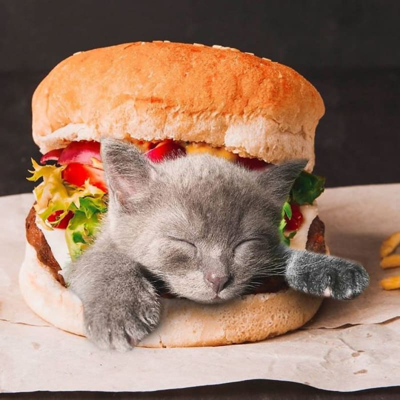 Cats in food 16