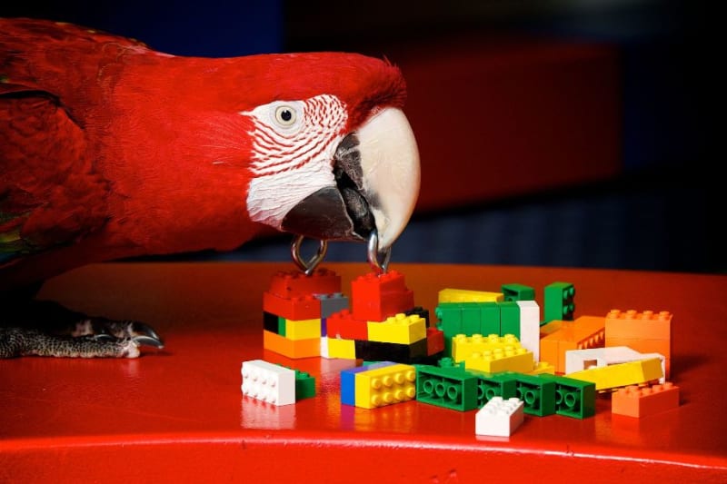 Legoland v britském Windsoru vypsal výběrové řízení na hlavního papouška populárního resortu. Opeření uchazeči o tuto lukrativní pozici museli předvést, co umí, včetně jízdy na koloběžce nebo stavění lego stavebnice.