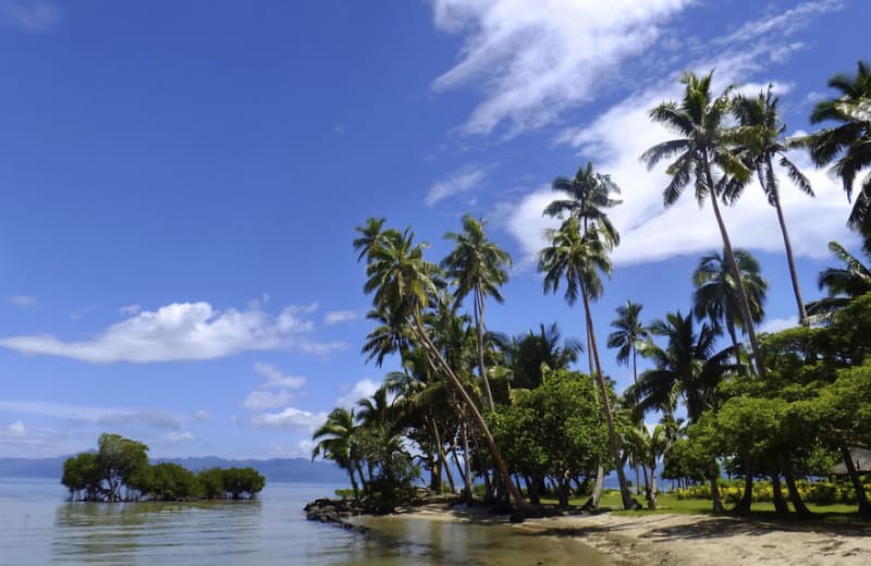 Palmy na ostrově Vanua Levu