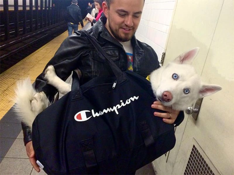 Pejskaři geniálně obešli zákaz psů v metru 10