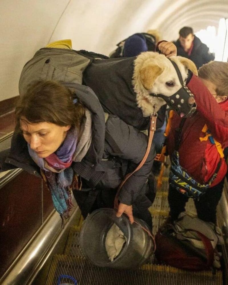 Lidé z Ukrajiny prchají se svými zvířaty 11