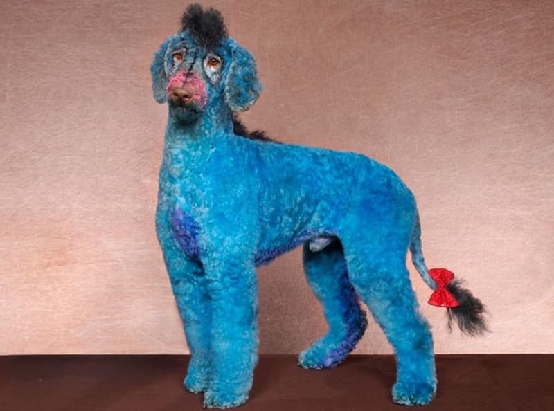 GALERIE: Šílení majitelé přeměnili svoje smutné psy na barevné plyšáky - Obrázek 10