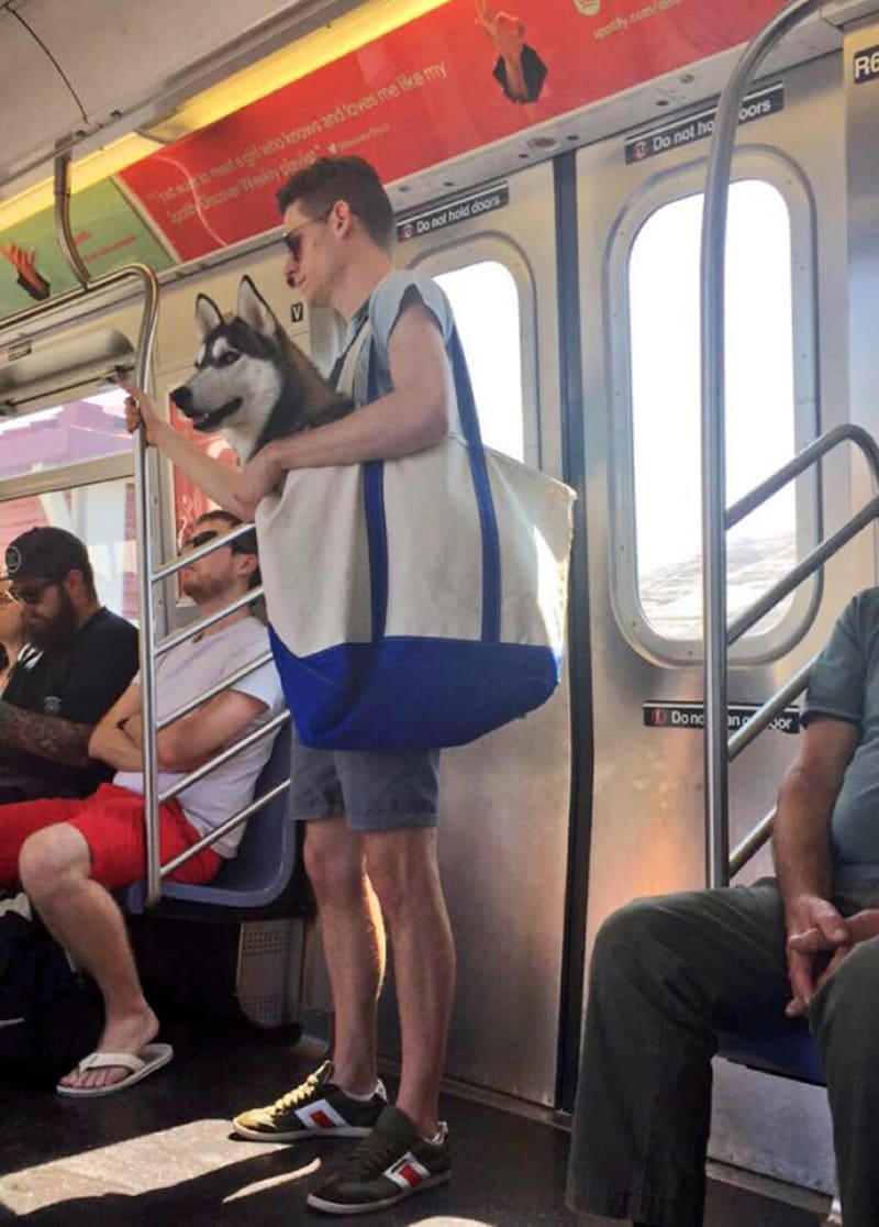 Pejskaři geniálně obešli zákaz psů v metru 3