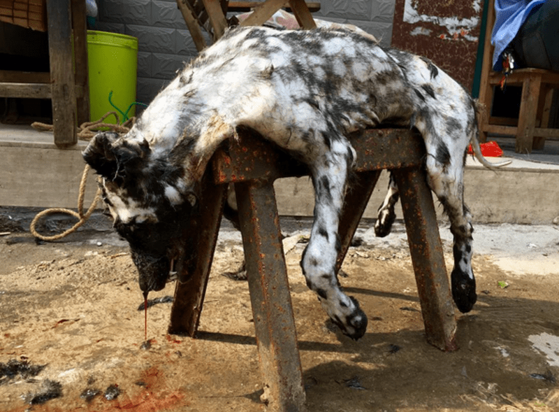 Marc Ching zachraňuje zvířata ze psích trhů - Obrázek 5