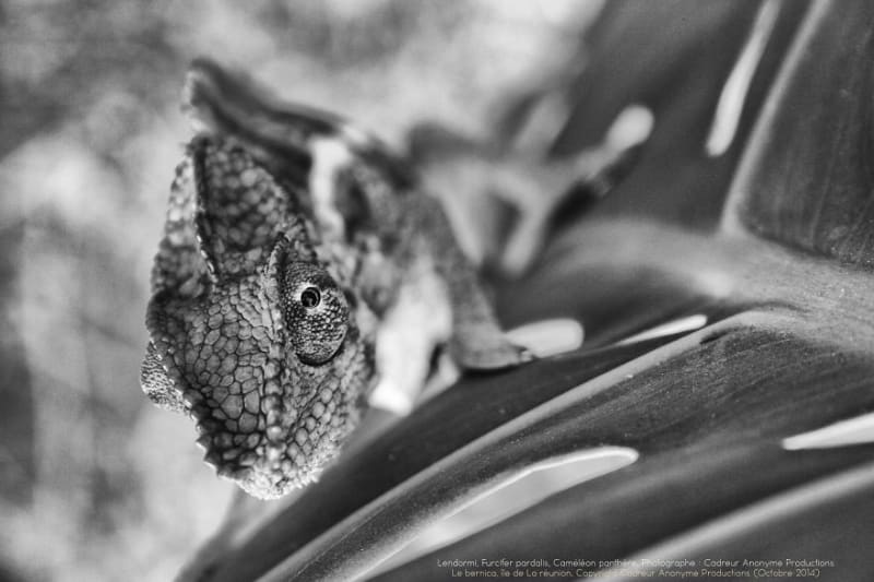 Chameleon pardálí (Furcifer pardalis)... ještěr z Madagaskaru - Obrázek 11