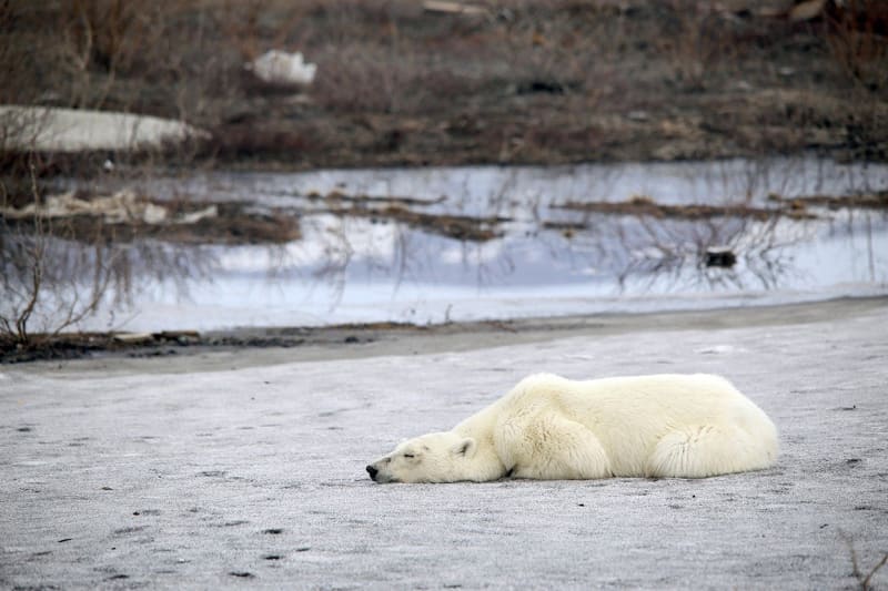 V průmyslové oblasti na Sibiři se pohyboval lední medvěd 2