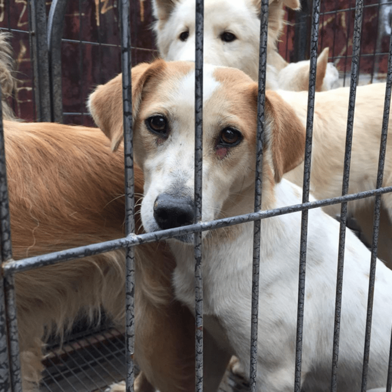 Marc Ching zachraňuje zvířata ze psích trhů - Obrázek 7
