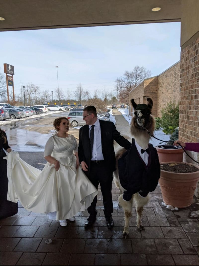 Muž si přivedl na svatbu své sestry lamu jako své plus jedna 1