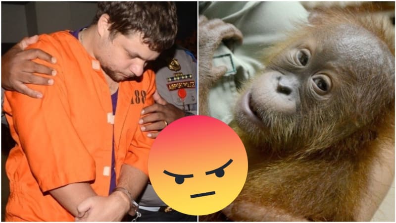 Rus pašoval mládě orangutana 5