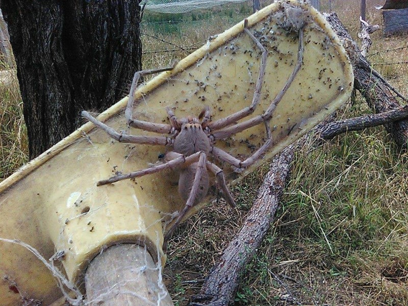 Je tohle největší pavouk světa?
