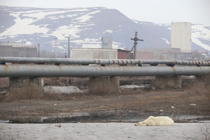 V průmyslové oblasti na Sibiři se pohyboval lední medvěd 3