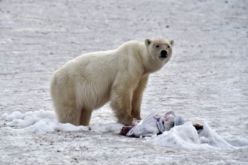 V průmyslové oblasti na Sibiři se pohyboval lední medvěd 7