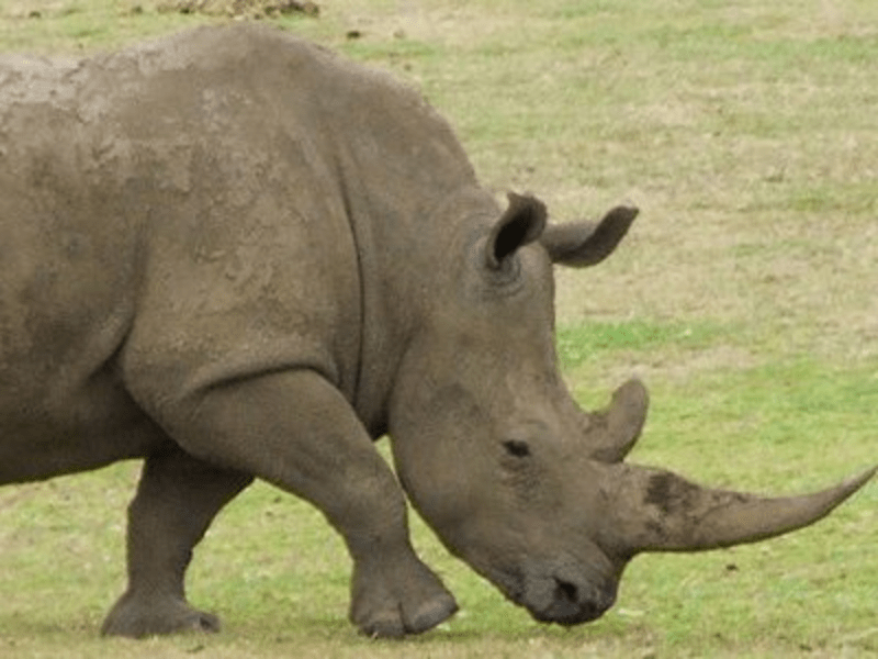 13. Roh nosorožce - Roh nosorožce, se kterým se obchoduje na černém trhu, je opravdu drahý. Za gram byste museli zaplatit 1200 Kč, za kilogram astronomických 19 500 000 Kč!