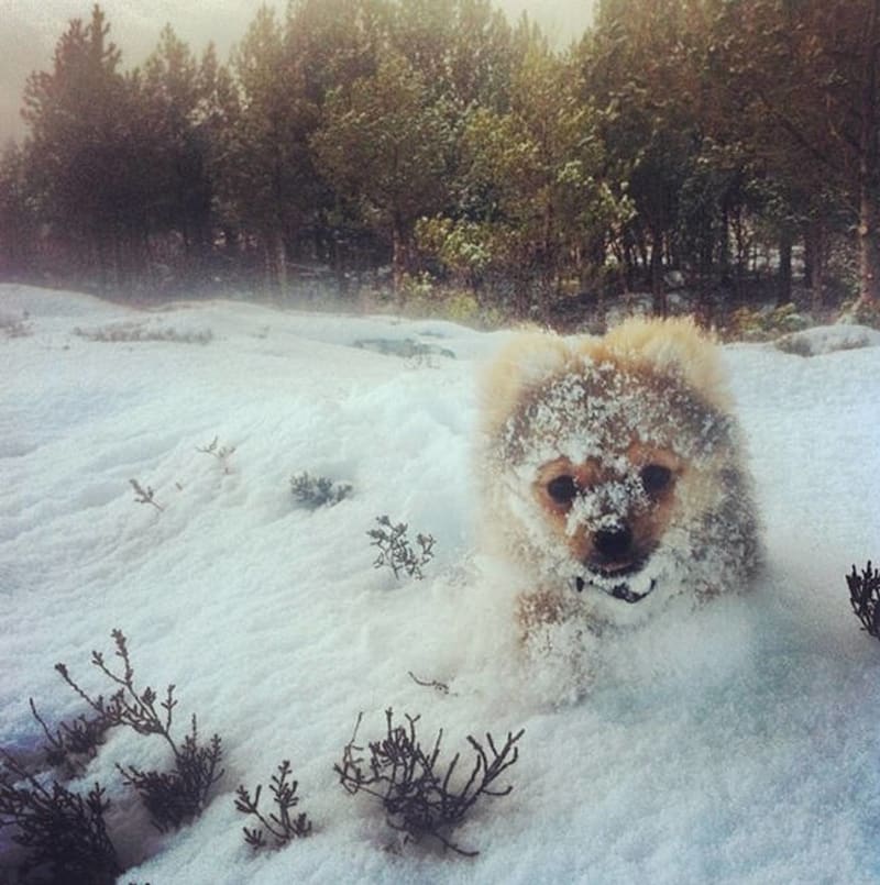 Zvířátka ve sněhu jsou opravdu roztomilá! - Obrázek 10