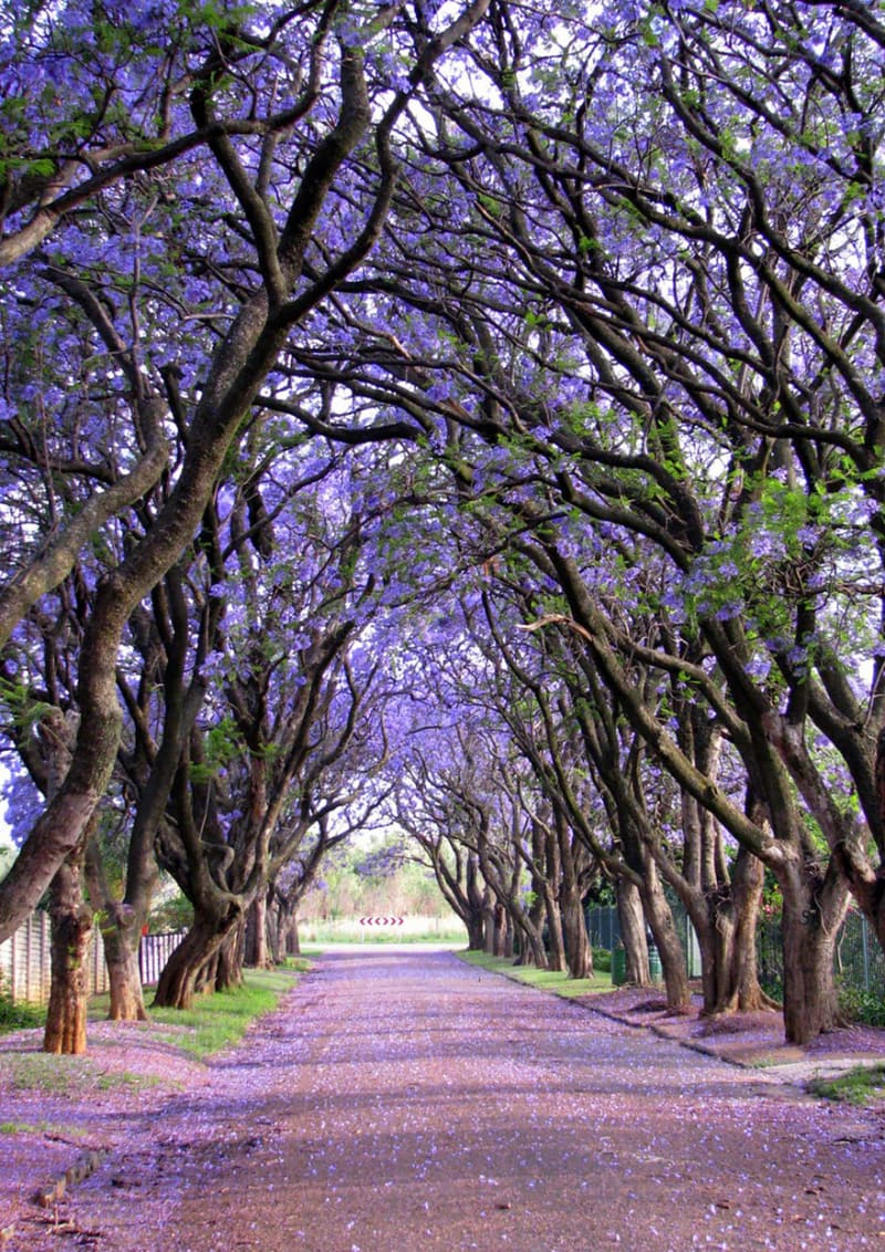 Jacarandas v Cullinan, Jižní Afrika