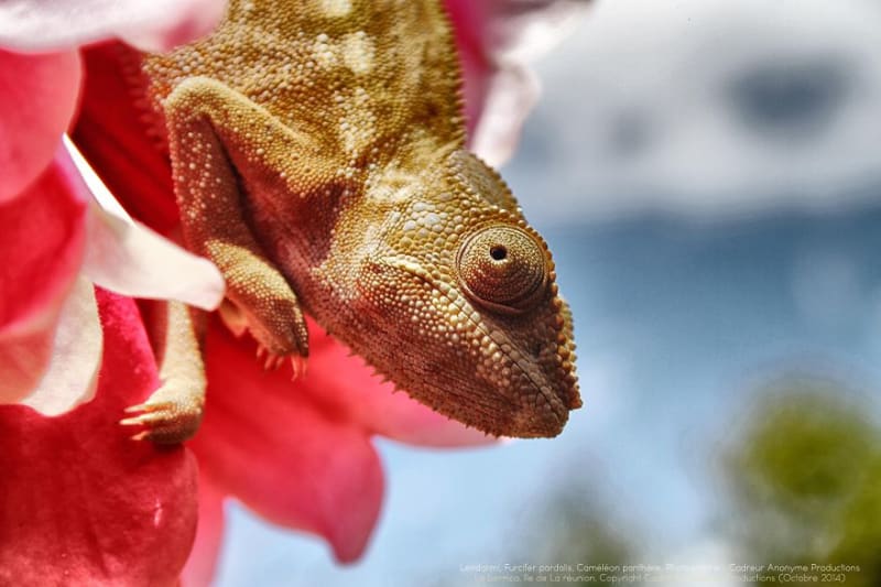 Chameleon pardálí (Furcifer pardalis)... ještěr z Madagaskaru - Obrázek 16