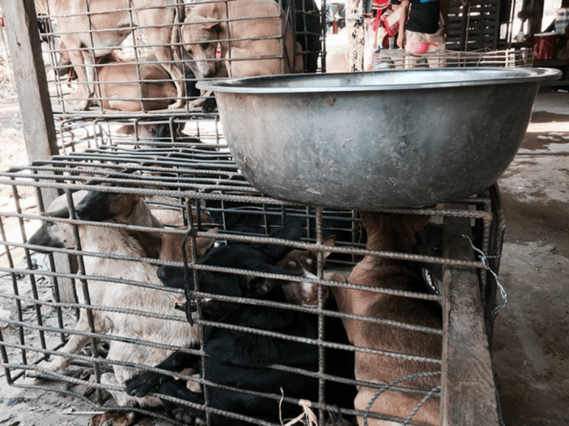 Marc Ching zachraňuje zvířata ze psích trhů - Obrázek 3
