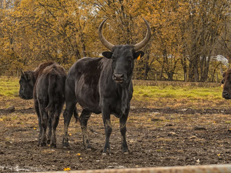 Kříženec bizona a krávy