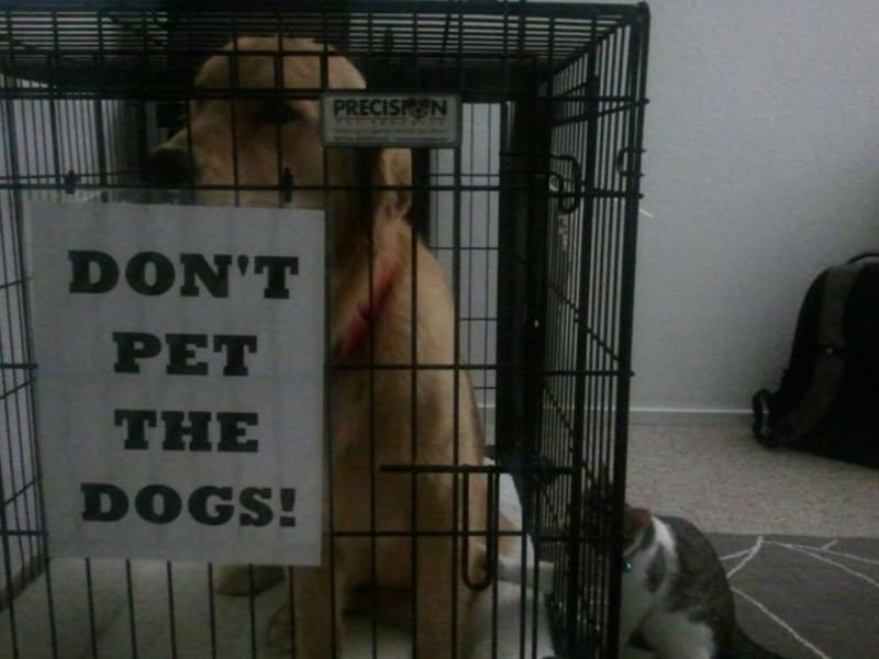 Nehlaďte psy