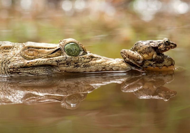 Vtipný okamžik se podařilo zachytit fotografovi Fahmimu Bhsovi na Jakartě. Všiml si totiž žáby, která se uvelebila na hlavě krokodýla. Zubatému predátorovi to vůbec nevadilo, žábu na sobě nechal v klidu odpočívat