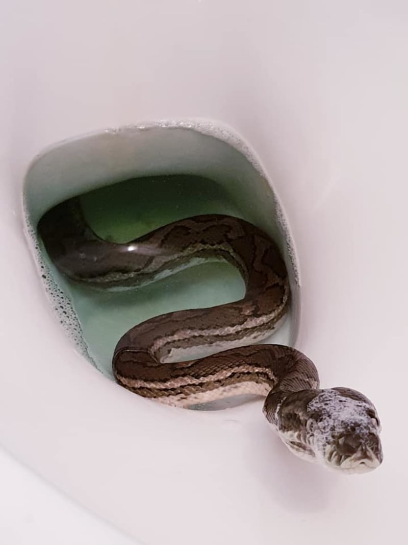 Rodina našla hada v záchodě 1