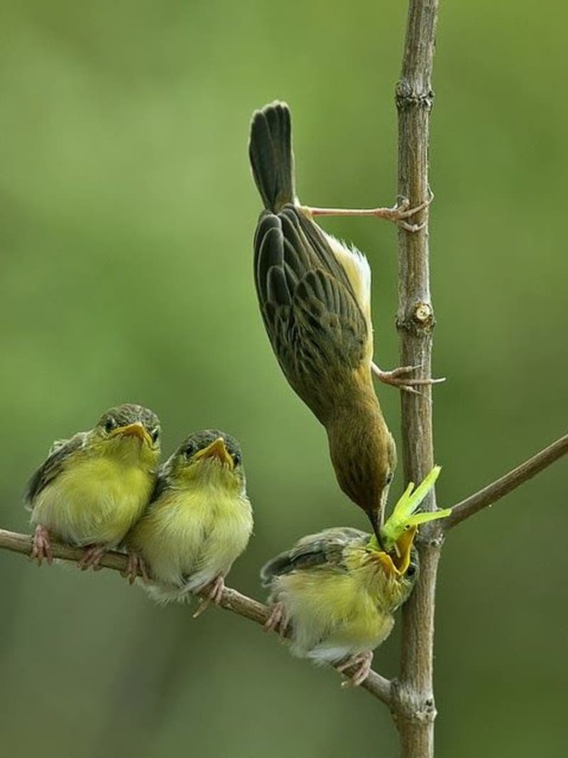 Krmení ptačích mláďat - Obrázek 5