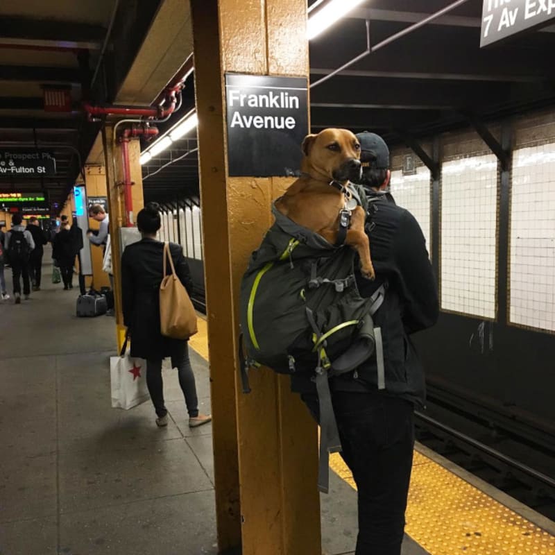 Pejskaři geniálně obešli zákaz psů v metru 11