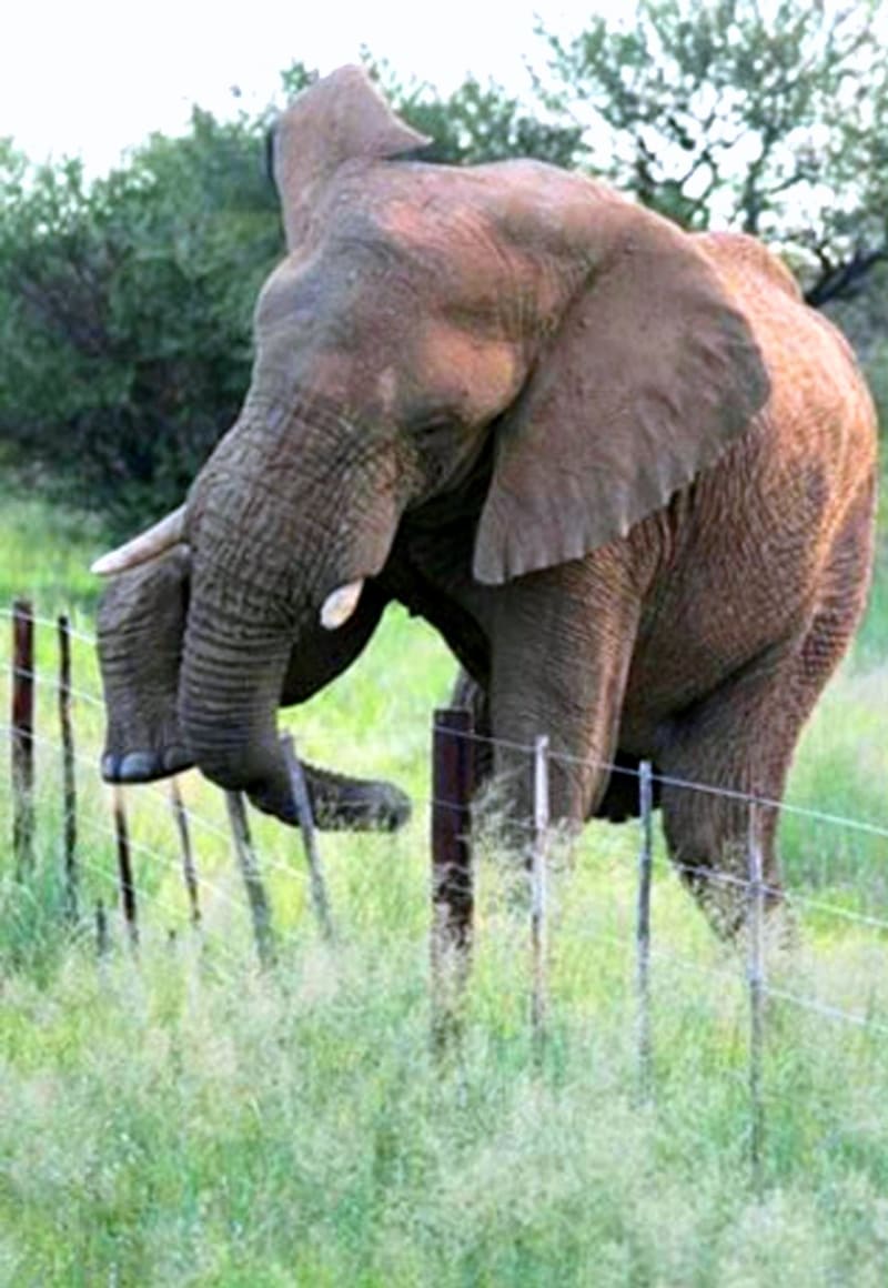 Kdo by si myslel, že drátěný plot zastaví slona, ten by se mýlil. Africká slonice Nellie je tak šetrná, že své několika tunové tělo přehoupne přes plot s největší elegancí a téměř se ho nedotkne.