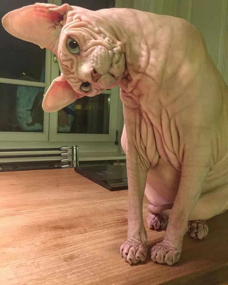 Objevil internet nejošklivější kočku na světě? 9