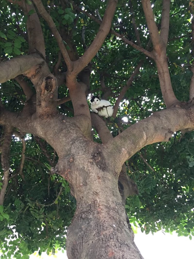 Kočička se zbraní číhá na stromě...