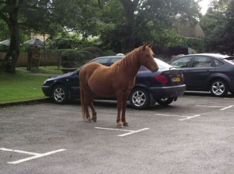 Zaparkovaný kůň?
