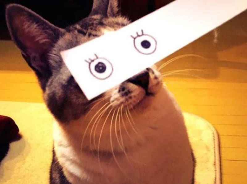 A pak že kočky nemají výraz - nový trend internetu - Obrázek 3