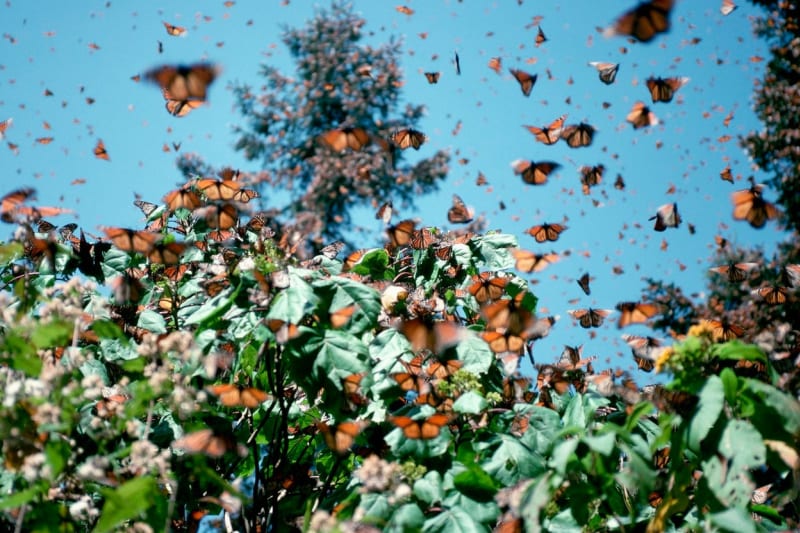 Kolonie motýlů v Michoacanu, Mexiko