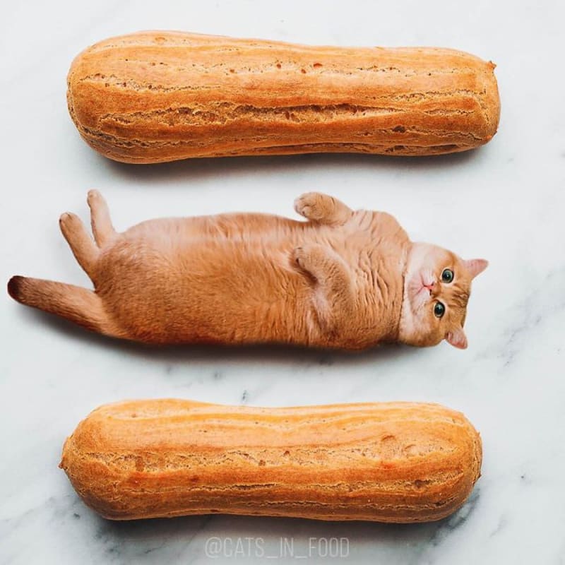 Cats in food 11