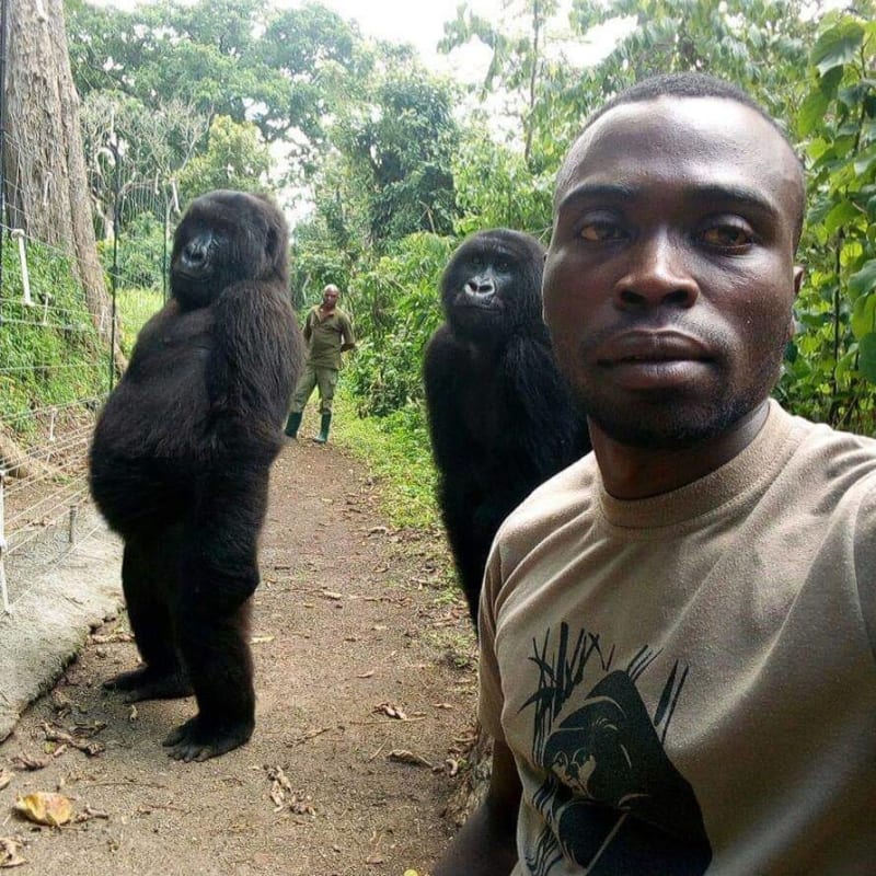 Gorily si udělaly selfie se strážci parku 3