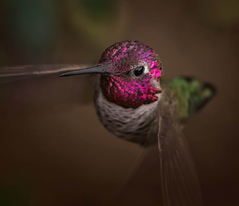Kolibřík kalypta růžovohlavá (Calypte anna) Anna's Hummingbirds