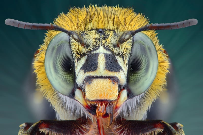 Makrofotografie ze života hmyzu - Obrázek 7