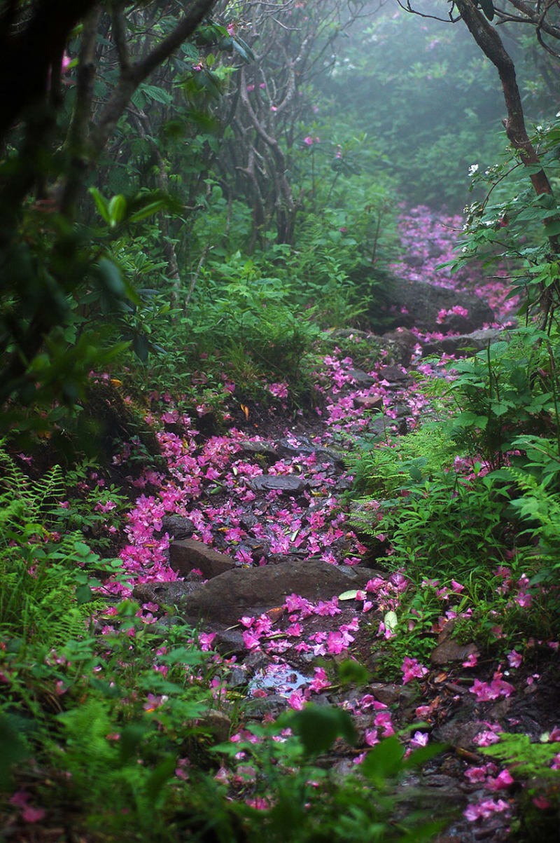 Rhododendrony, hora Mount Rogers, Virginia, USA