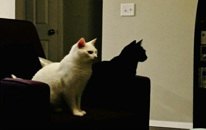 To není stín bílé kočky